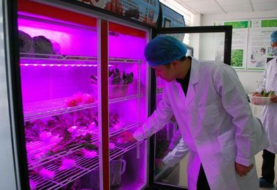中美聯合研發生物酶降解蔬果農殘保鮮技術獲成功