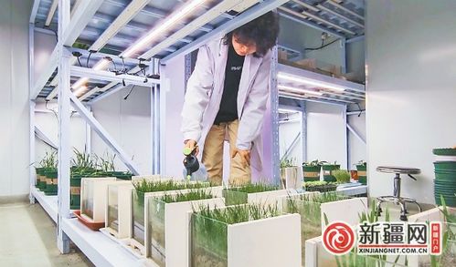 產業進沙漠 沙粒可生 金 沙漠里掘 金 的烏魯木齊探索觀察